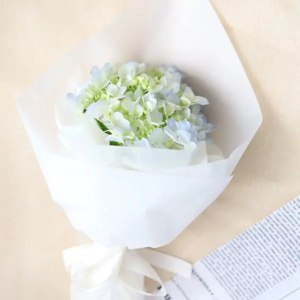 A bouquet of light blue and green hydrangeas wrapped in white paper with a white ribbon.