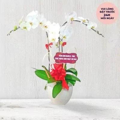 White orchids in a white pot with red ribbon and a congratulatory sign.