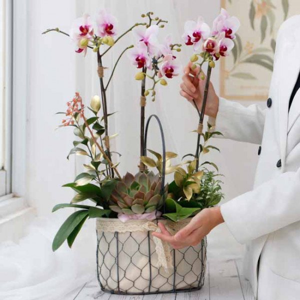 Orchid basket with pink phalaenopsis orchids and succulent plant.