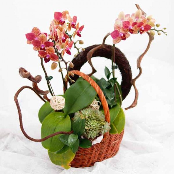 Orchid basket with red and pink orchids, succulents, and decorative branches on a white background.