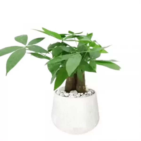Potted money tree with braided trunks in a white jar-shaped ceramic pot.