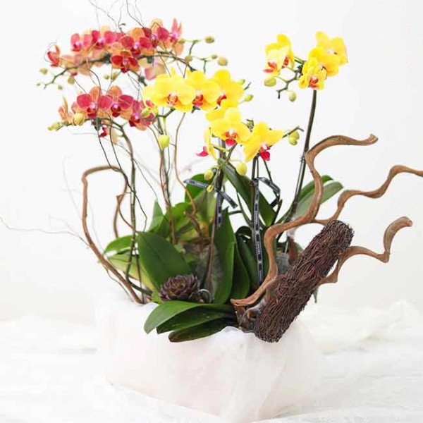 A white box holds a vibrant arrangement of red and yellow orchids with decorative branches.