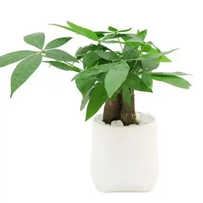 Money tree plant with green leaves in a white pot with decorative stones.