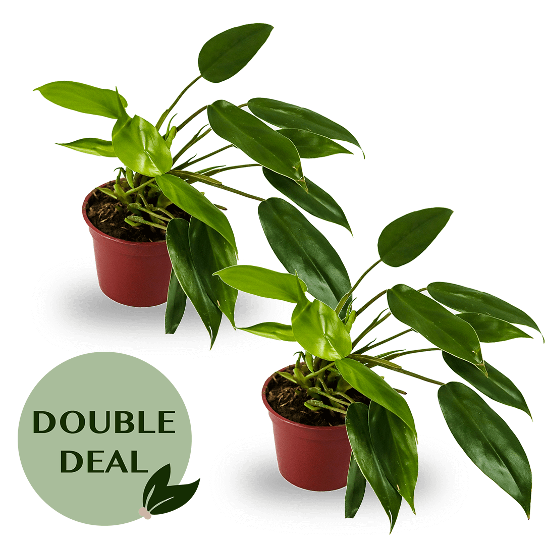 Philodendron Temptation Double Deal Online Flower Delivery